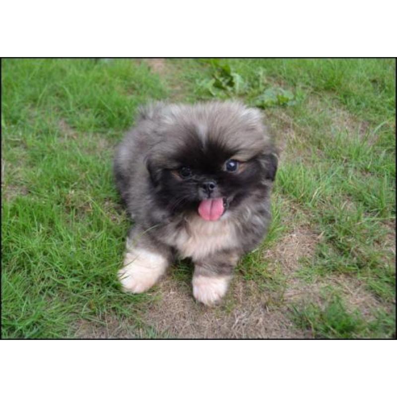 Pekingees pups