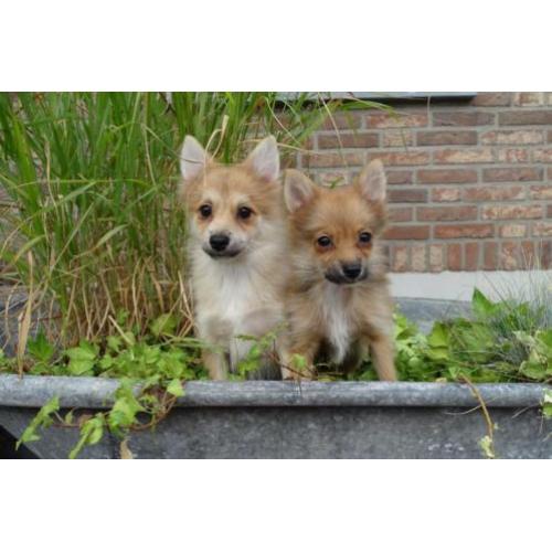 Pomeriaan kruising pups