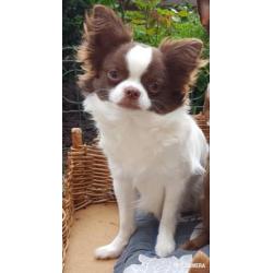 Chihuahua choco witte prachtig reutje ..