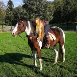 Goedgekeurde Knappe Paint en Super Braaf Bont Rijpaard