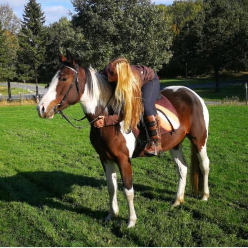 Goedgekeurde Knappe Paint en Super Braaf Bont Rijpaard