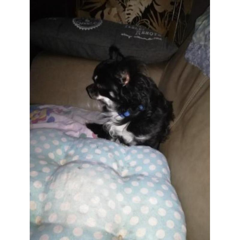 Chihuahua reu
