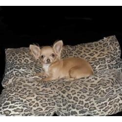 Mooi klein chihuahua teefje