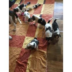 Beagle pups. Nog een Teefje Beschikbaar