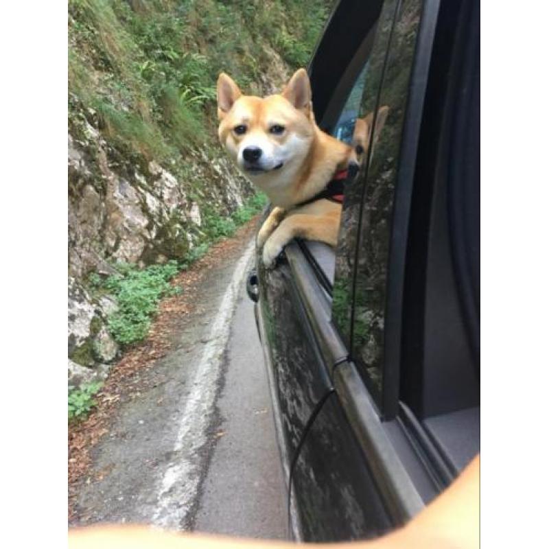Shiba Inu is opzoek naar teefje