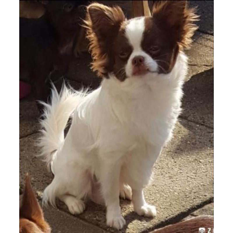 Chihuahua choco witte prachtig reutje ..