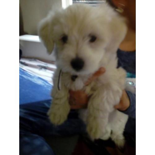 Maltezer
