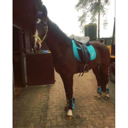 Super brave merrie te koop Kwpn type tuigpaard