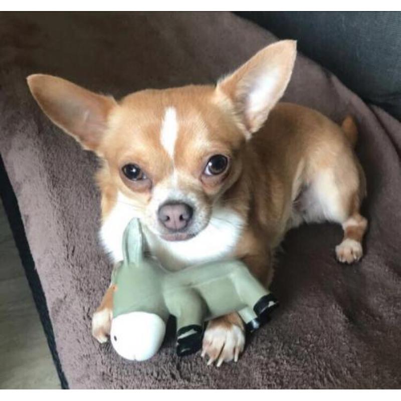 Chihuahua dekreu!! (Niet te koop)