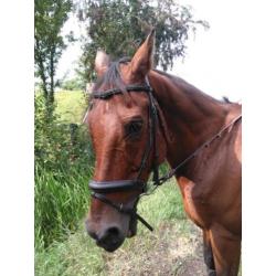 Super betrouwbaar recreatiepaard KWPN Ruin incl. spullen