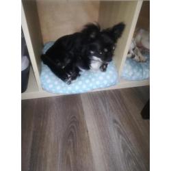Chihuahua reu