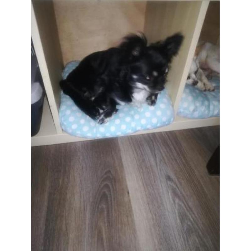 Chihuahua reu