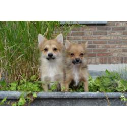 Pomeriaan kruising pups