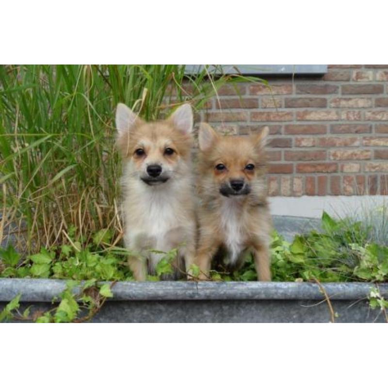 Pomeriaan kruising pups