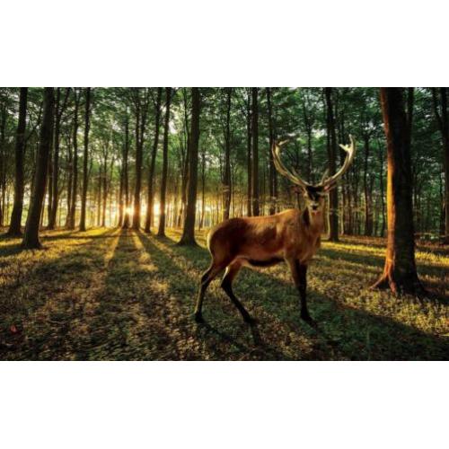 FOTOBEHANG HET BOS, VLIES, 3 BANEN, 312 x 219 cm